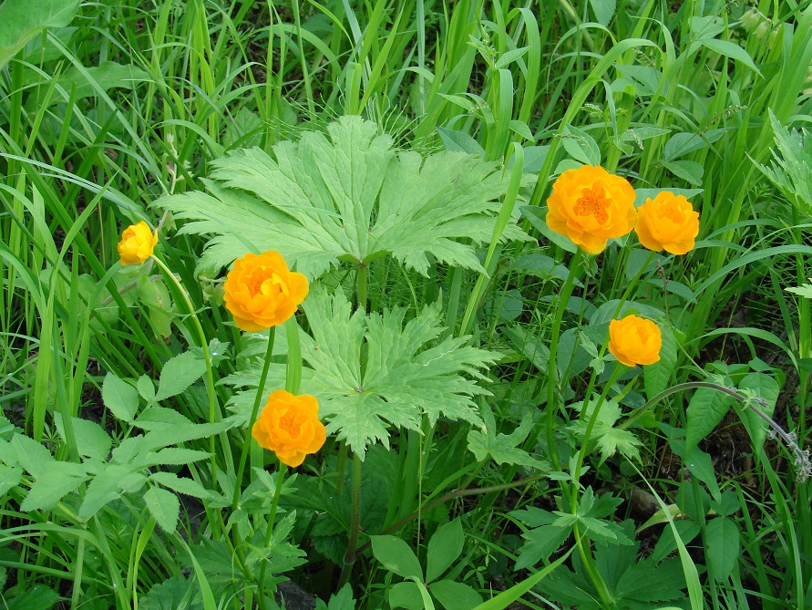 Image of Trollius kytmanovii specimen.