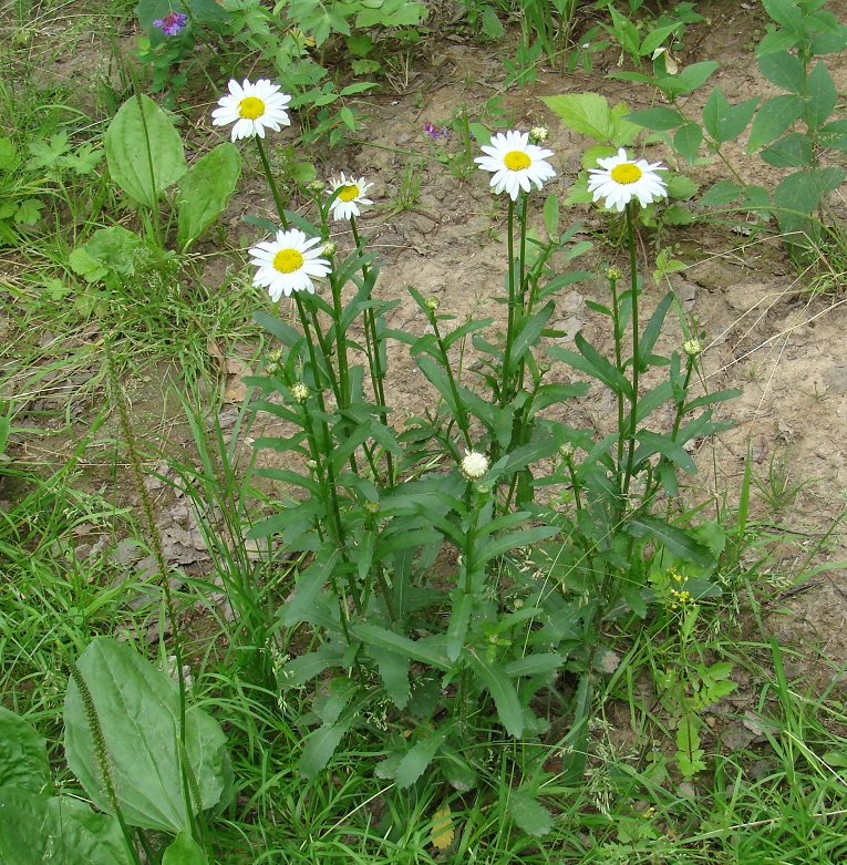 Изображение особи Leucanthemum ircutianum.