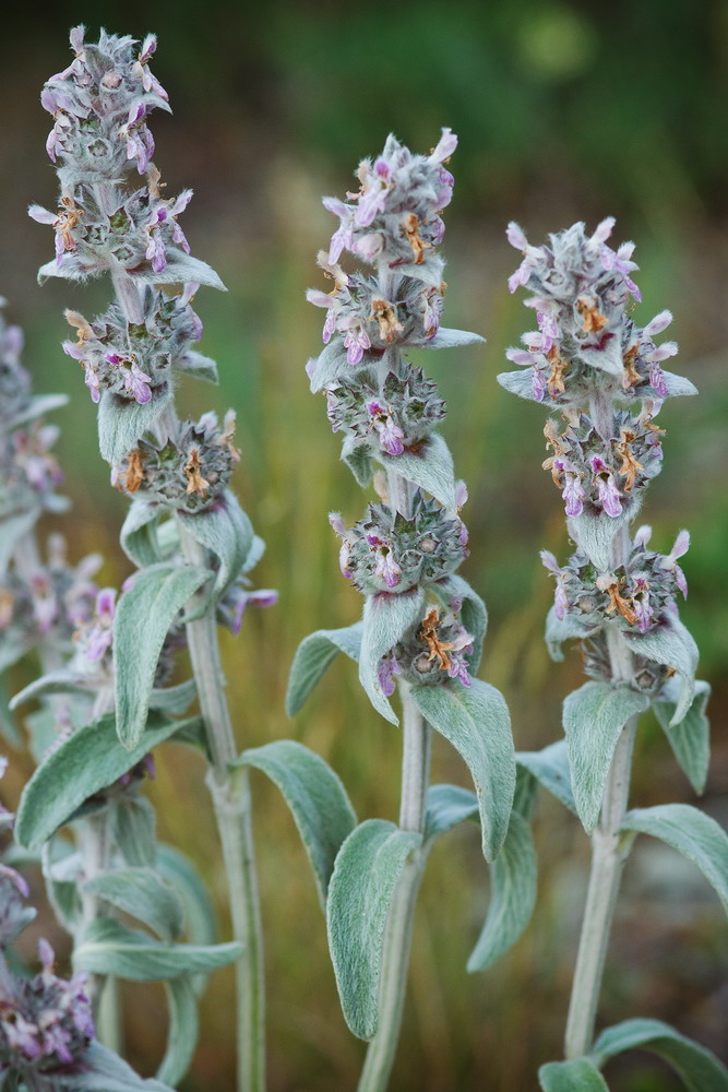 Image of Stachys cretica specimen.