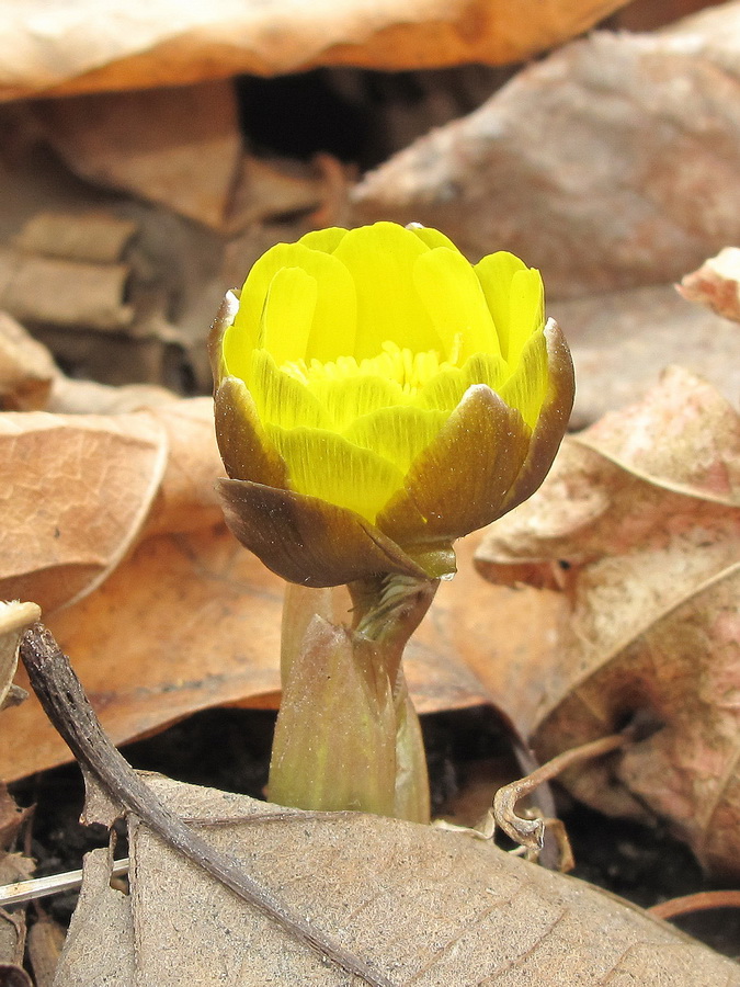 Изображение особи Adonis amurensis.