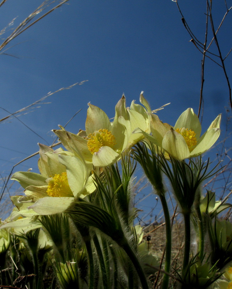 Image of Pulsatilla orientali-sibirica specimen.