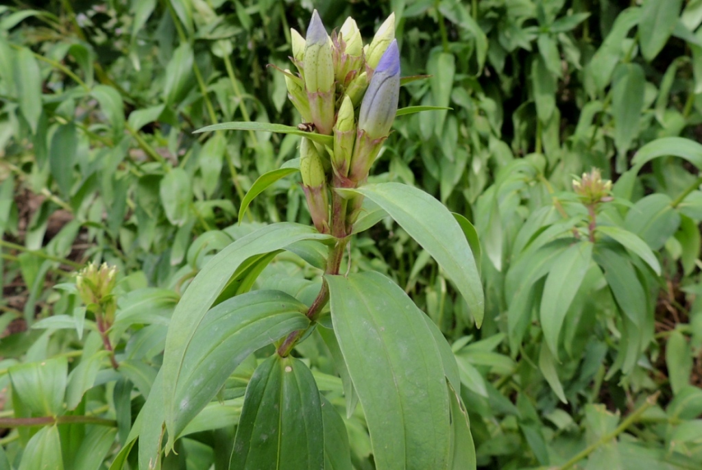 Image of Gentiana axillariflora specimen.