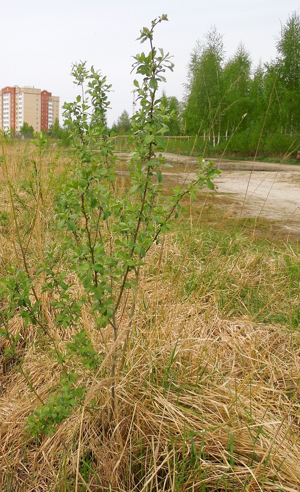 Image of Salix cinerea specimen.