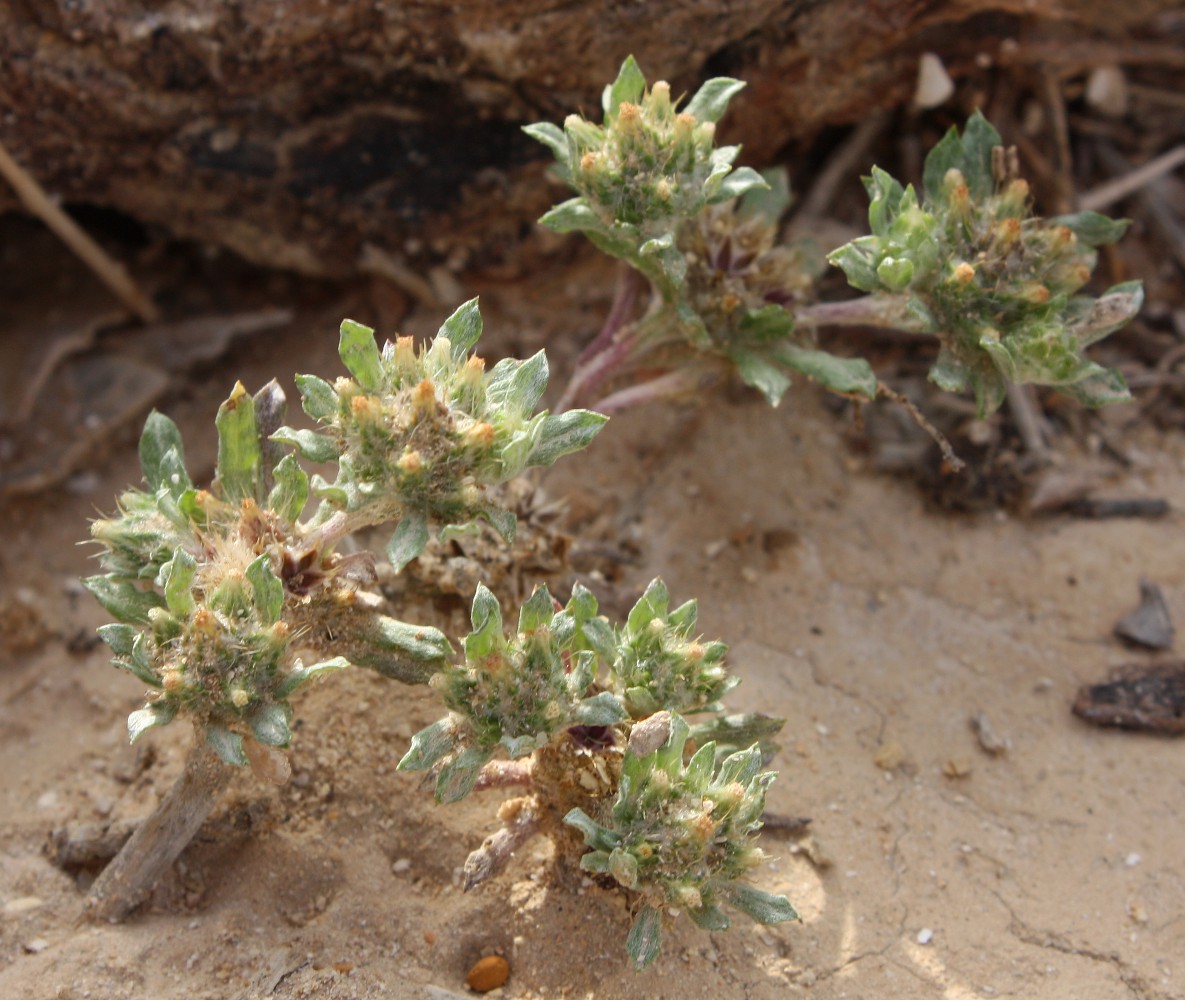 Image of Filago desertorum specimen.