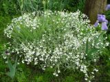 Cerastium argenteum