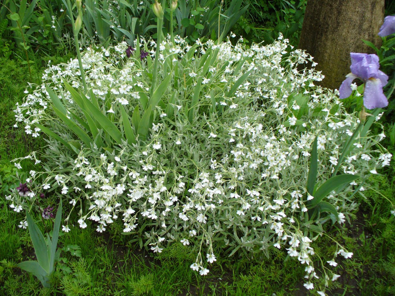 Изображение особи Cerastium argenteum.