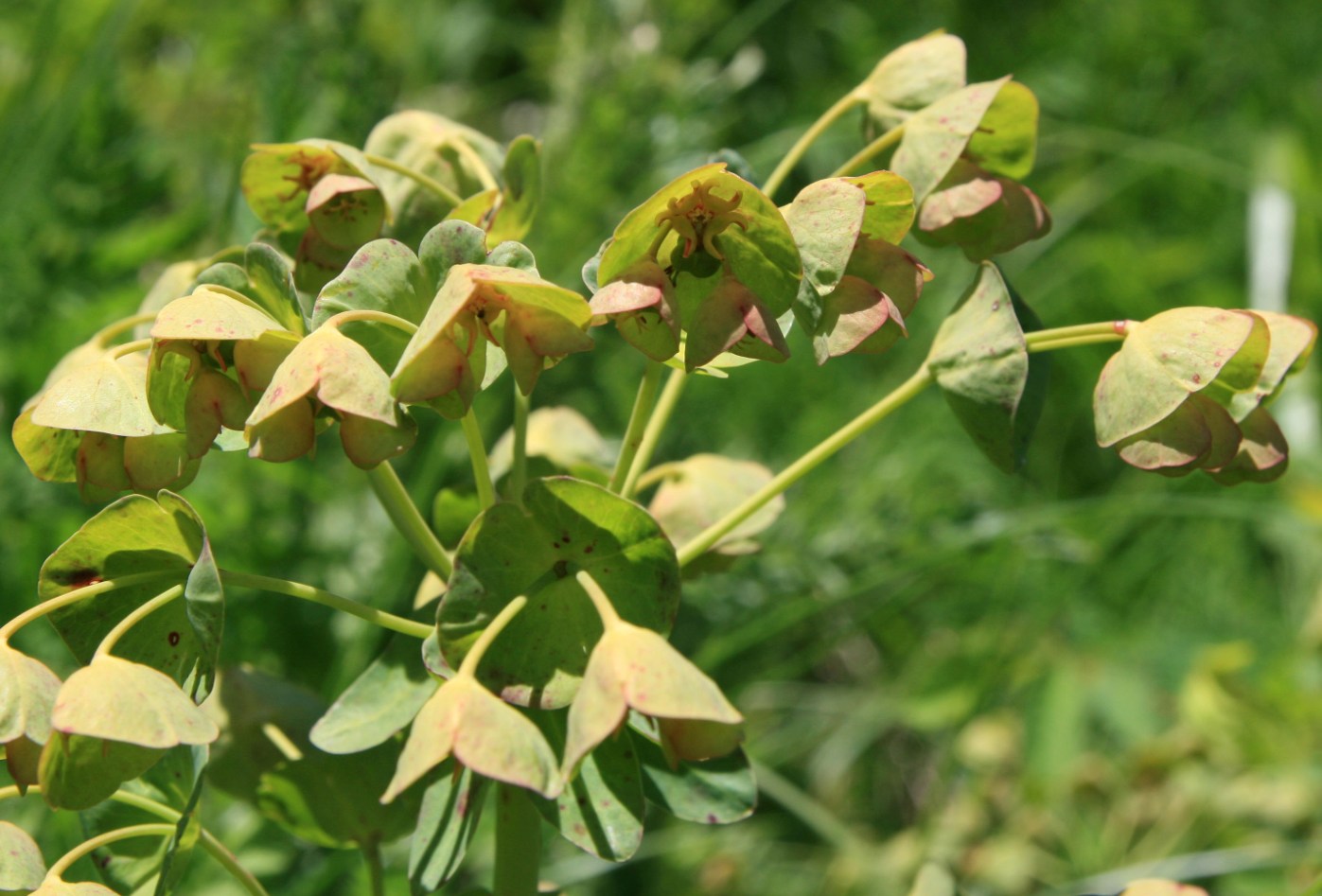 Изображение особи Euphorbia glaberrima.