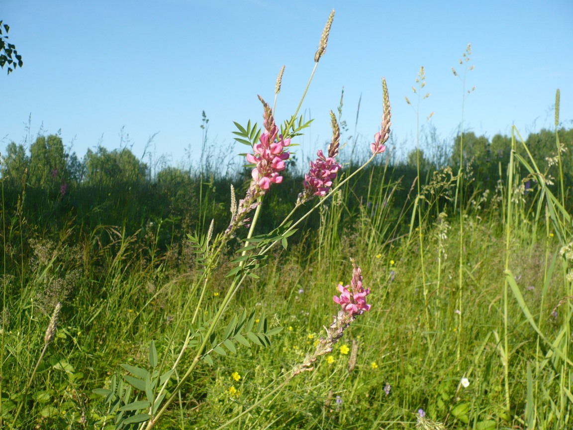 Image of Onobrychis arenaria specimen.