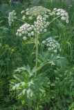 Heracleum dissectum