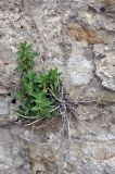 Parietaria elliptica. Растение на скале. Карачаево-Черкесия, гора Шоана. 27.07.2014.