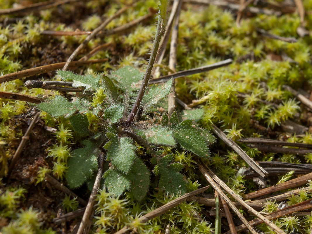 Изображение особи Arabidopsis arenosa.