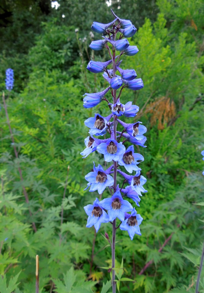 Image of genus Delphinium specimen.