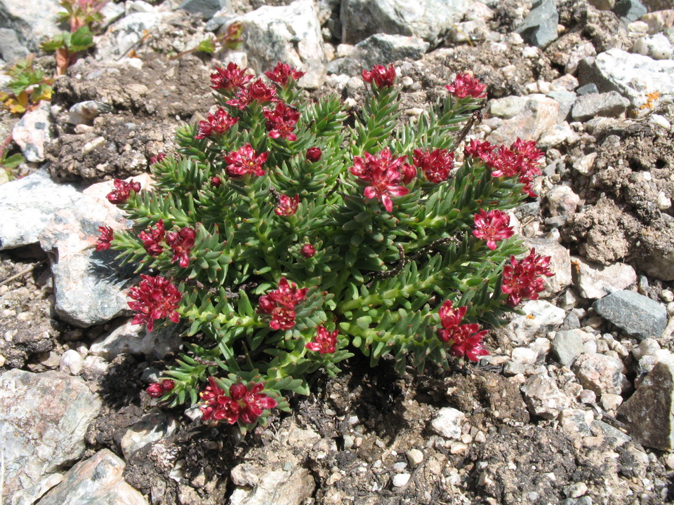 Image of Rhodiola coccinea specimen.