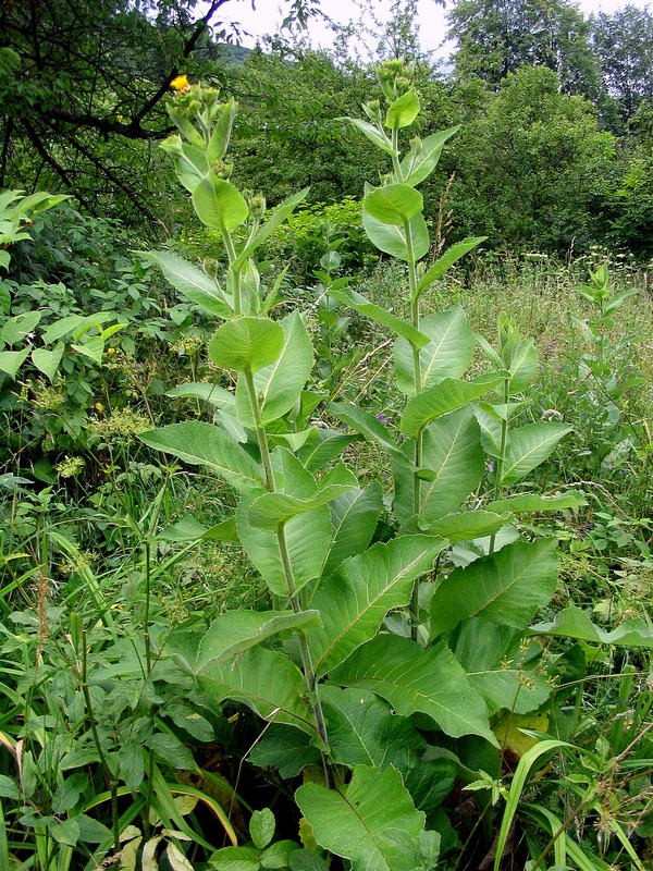 Изображение особи Inula helenium.