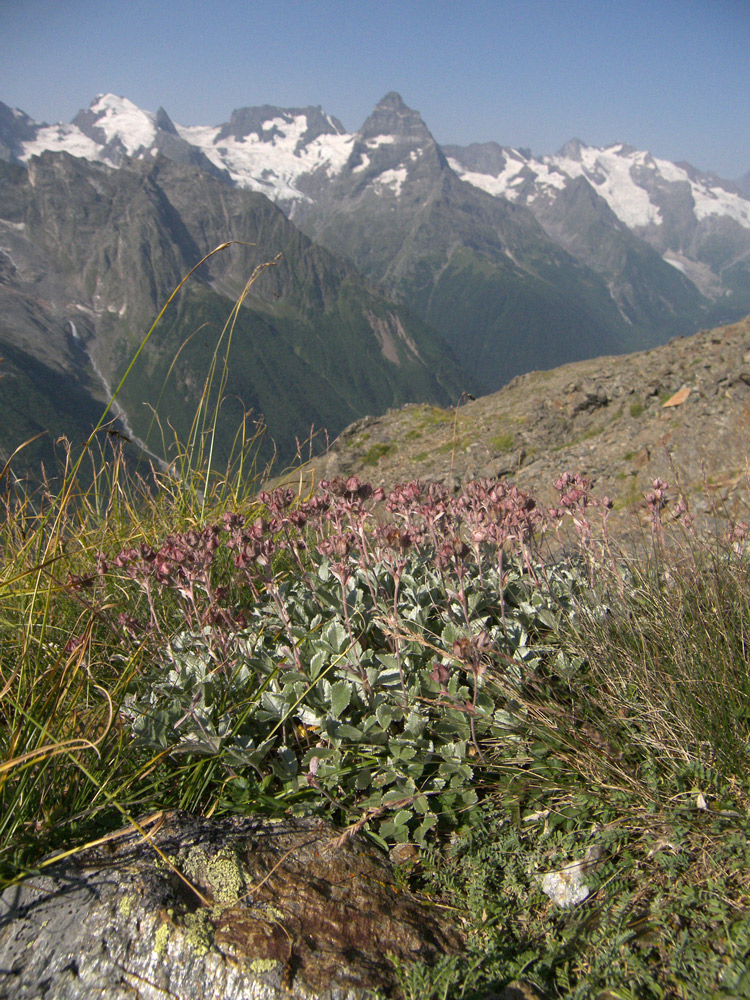 Image of Potentilla divina specimen.