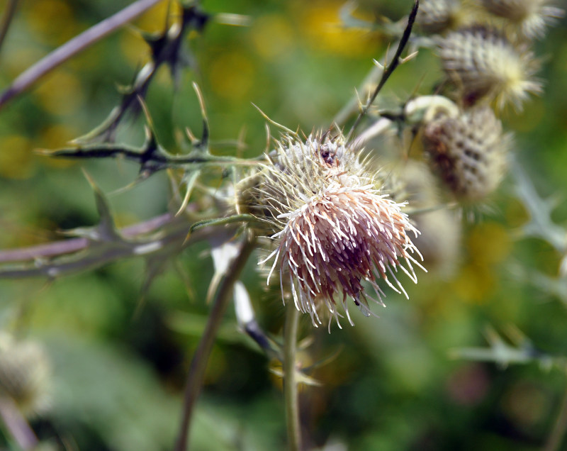 Изображение особи Cirsium chlorocomos.