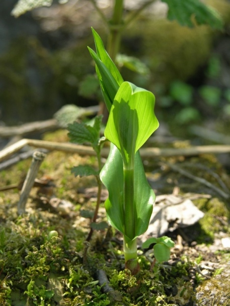 Изображение особи Streptopus amplexifolius.