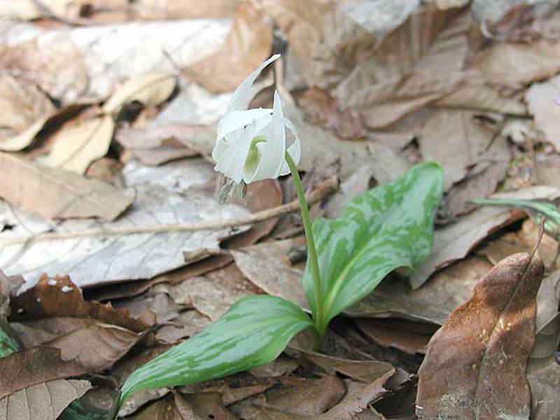 Изображение особи Erythronium japonicum.