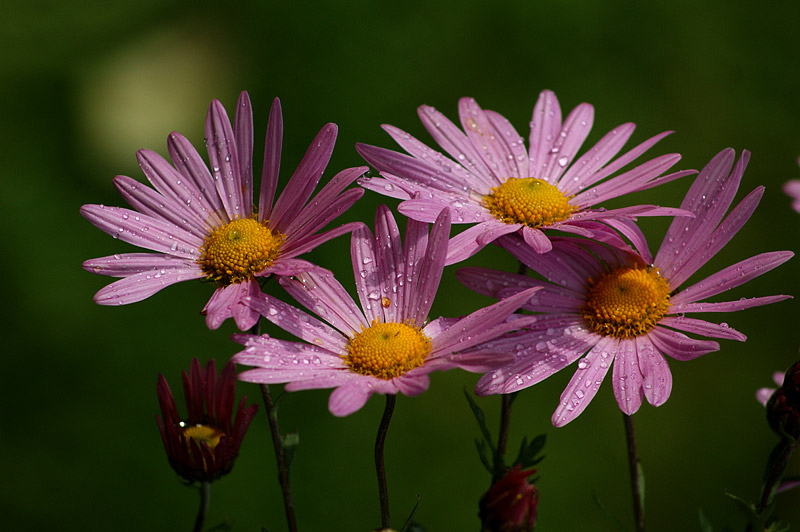 Image of Chrysanthemum indicum specimen.