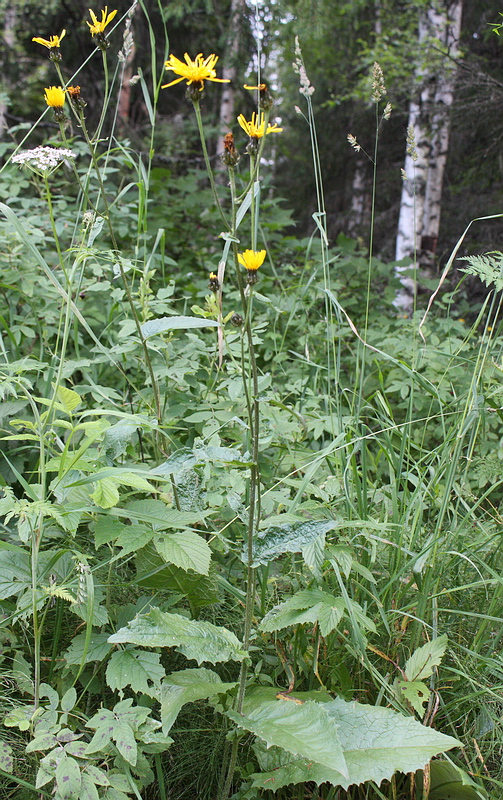 Image of Crepis sibirica specimen.