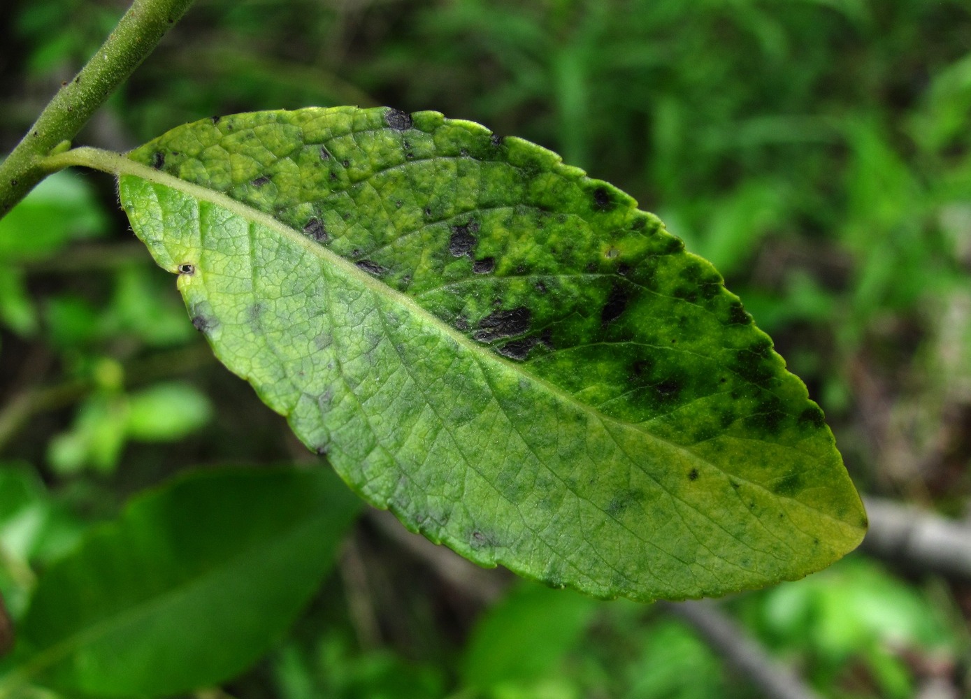 Image of Salix myrsinifolia specimen.