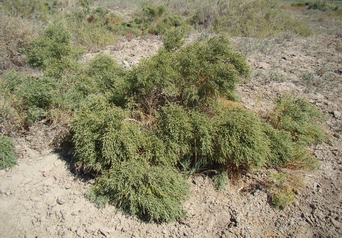 Image of Halostachys belangeriana specimen.