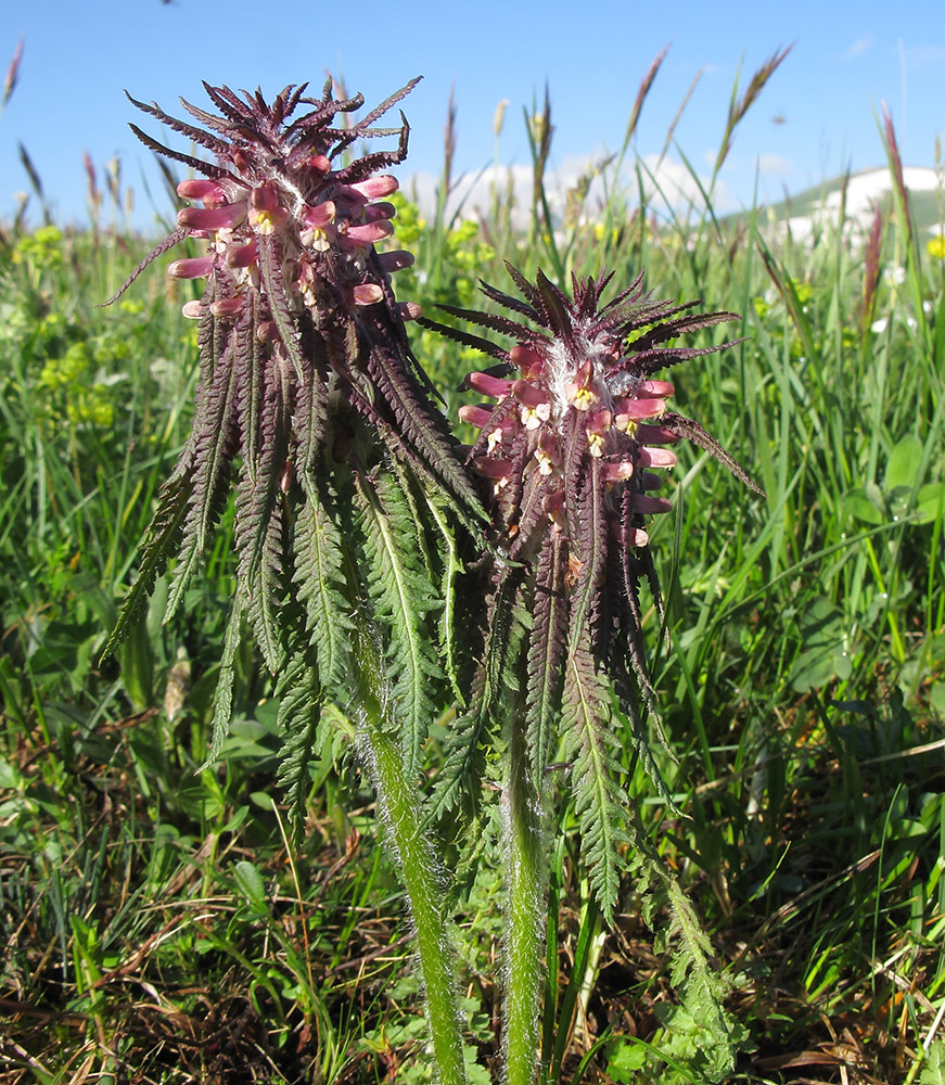 Image of Pedicularis wilhelmsiana specimen.