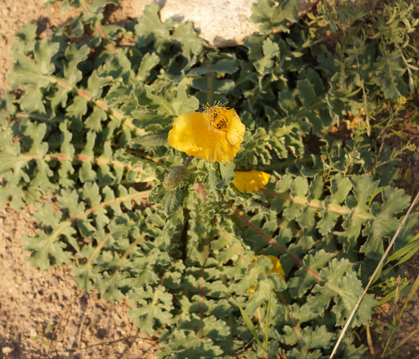 Image of Glaucium squamigerum specimen.