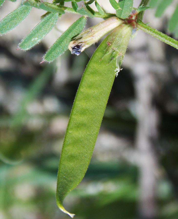 Image of Vicia angustifolia specimen.