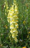 Linaria vulgaris. Соцветие. Кыргызстан, Нарынская обл., левый берег р. Нарын, окр. с. Алыш, вдоль дороги. 08.07.2015.