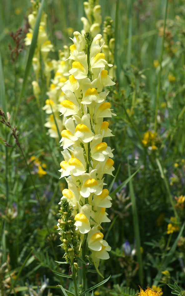 Image of Linaria vulgaris specimen.