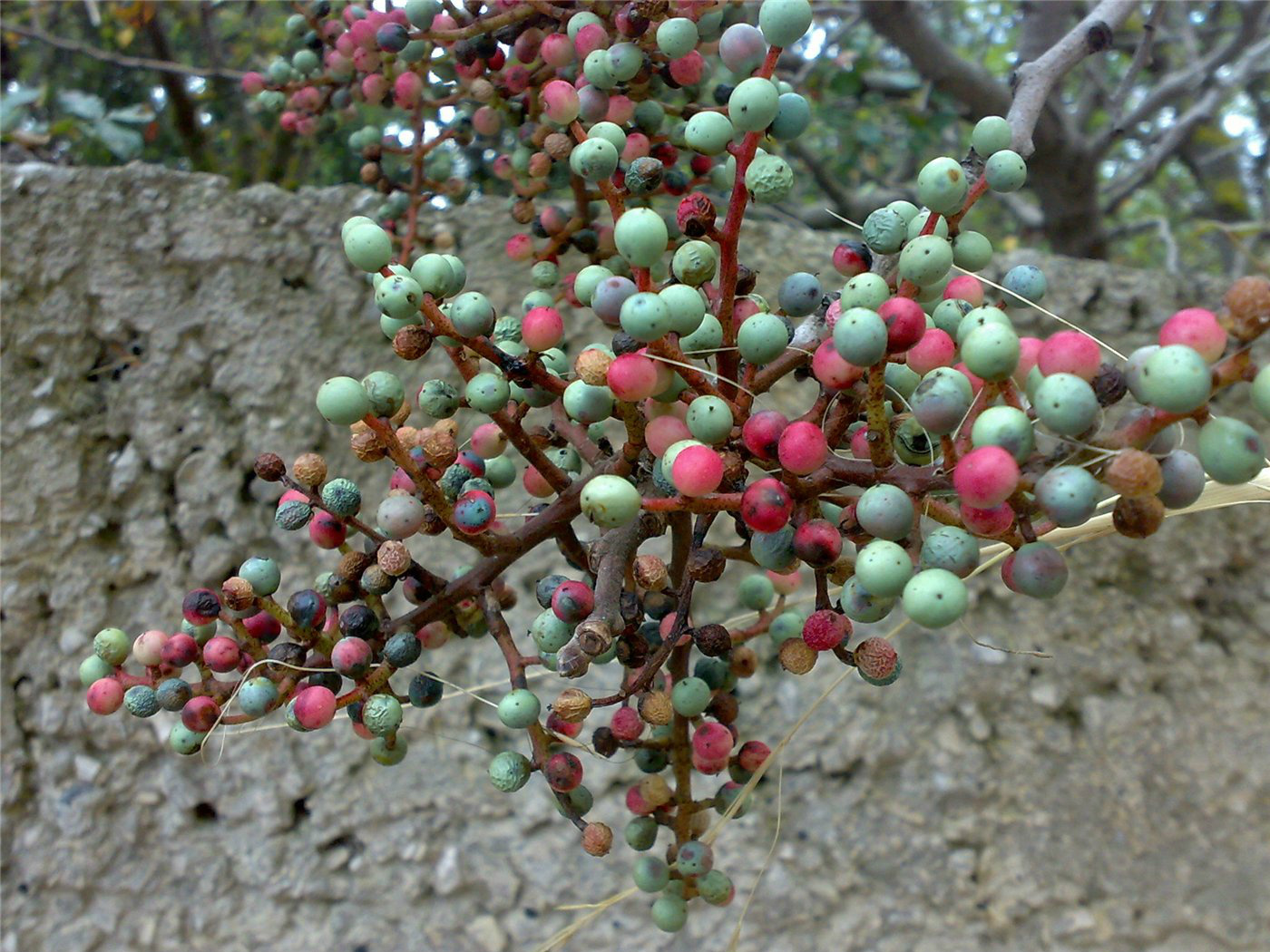 Растения Крыма с плодами фото