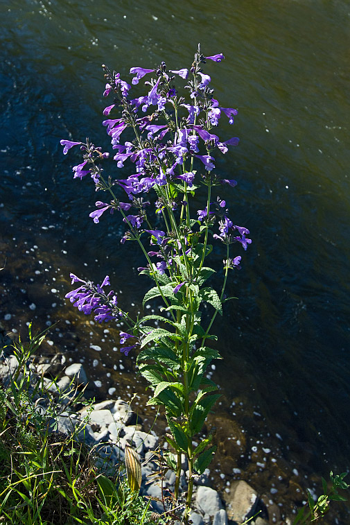 Image of Nepeta sibirica specimen.