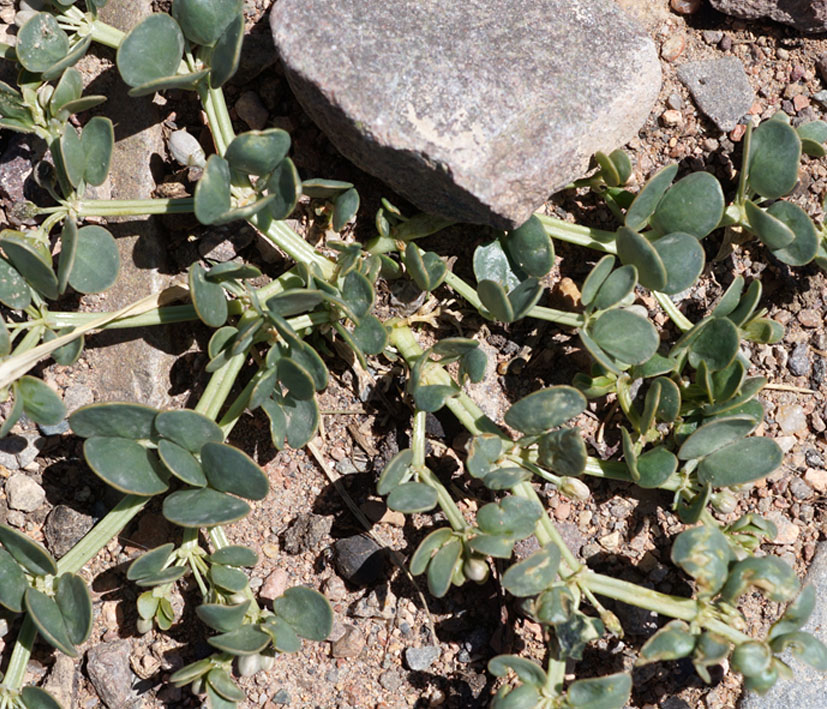 Image of Zygophyllum rosowii specimen.