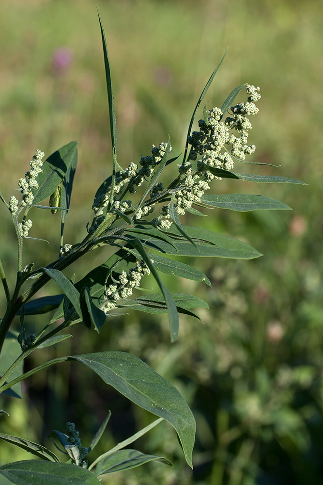 Изображение особи Chenopodium album.