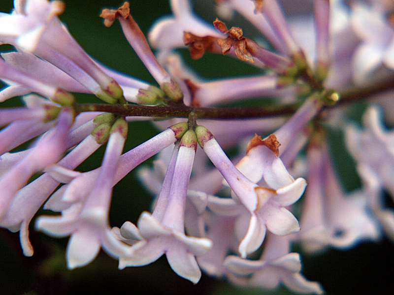 Image of Syringa &times; henryi specimen.