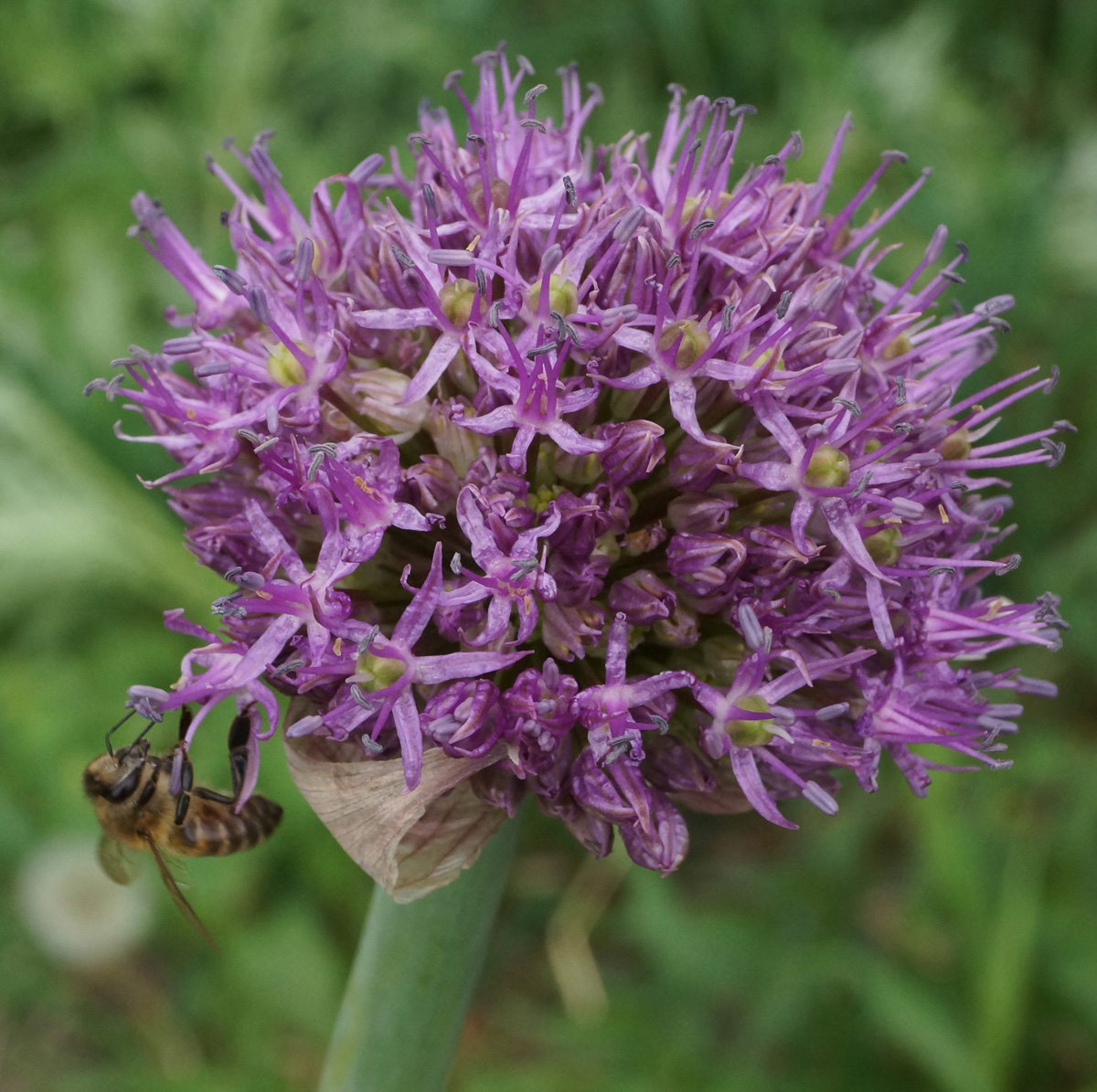 Image of genus Allium specimen.