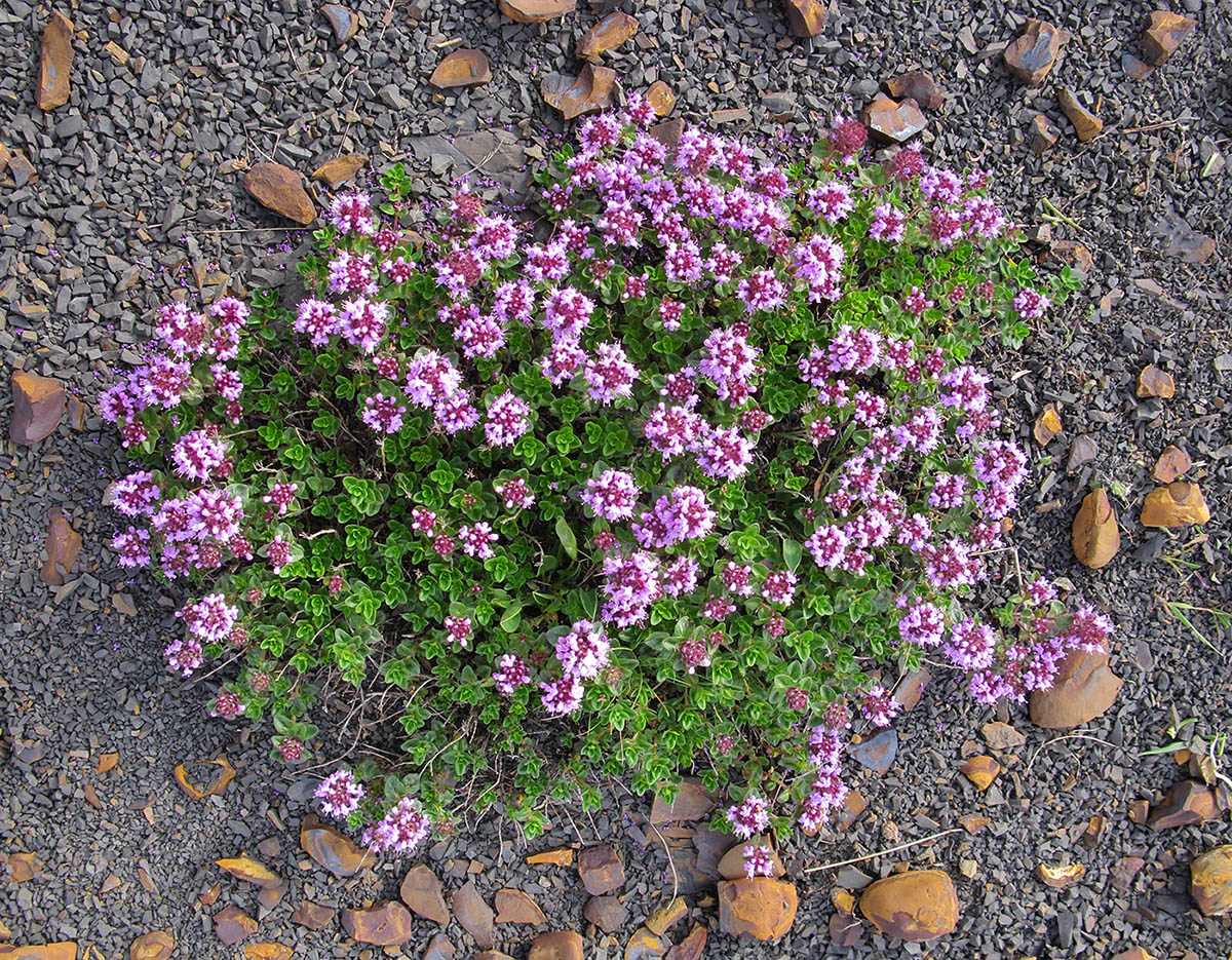 Image of Thymus nummularius specimen.