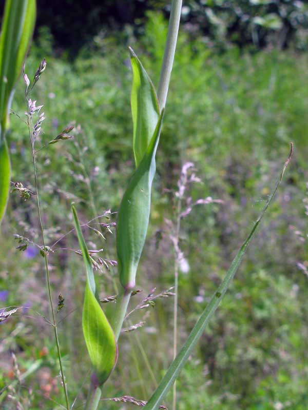 Изображение особи Tragopogon orientalis.