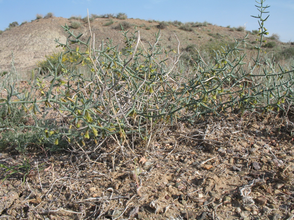 Изображение особи Asparagus breslerianus.