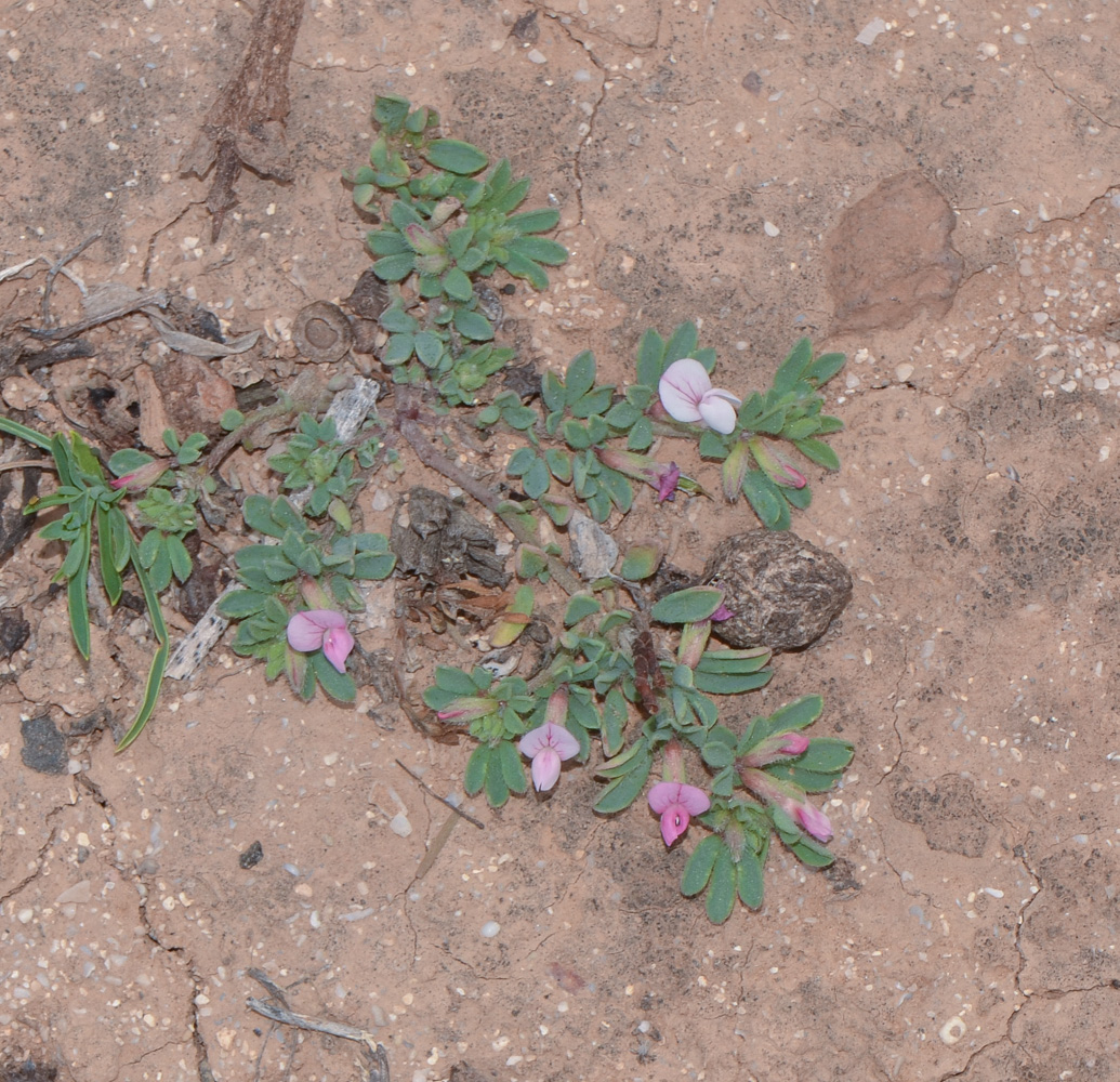 Image of Lotus glinoides specimen.