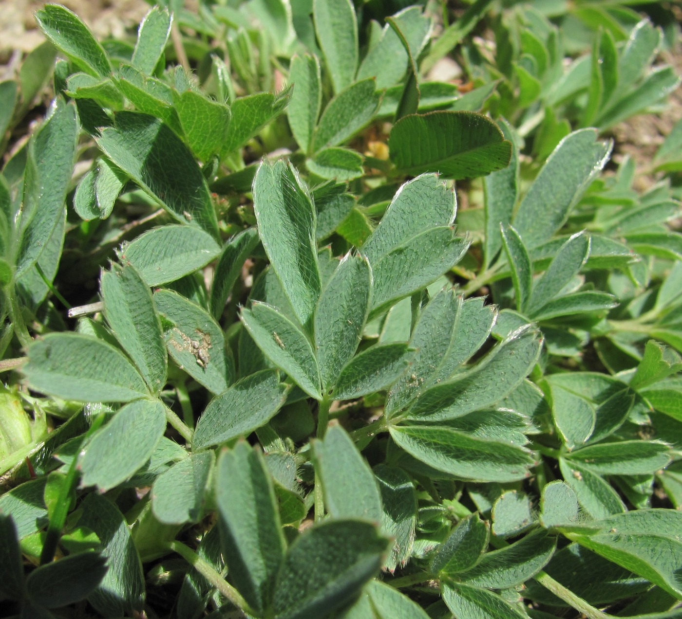 Image of Sibbaldia parviflora specimen.