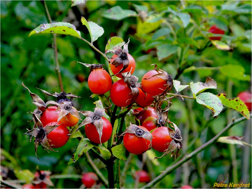 Изображение особи род Rosa.