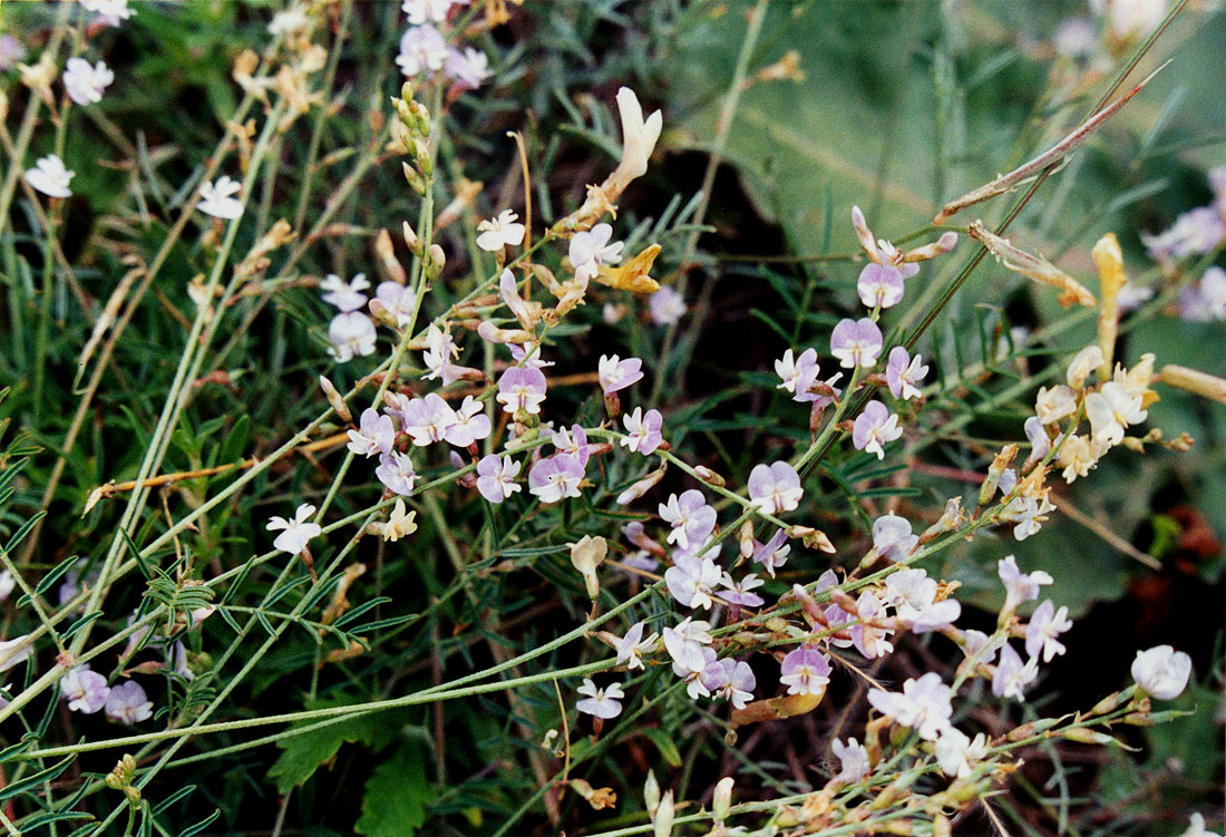 Изображение особи Astragalus austriacus.