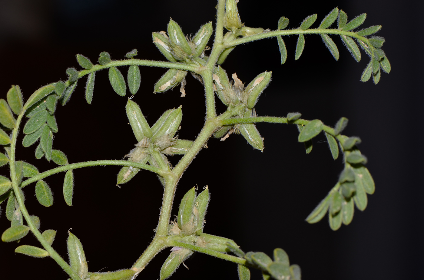 Image of Astragalus tribuloides specimen.