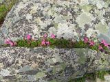 Rhododendron camtschaticum. Цветущие растения в расщелине крупноглыбистых камней на сопке. Магаданская обл., окр. Магадана, п-ов Старицкого. 09.07.2011.