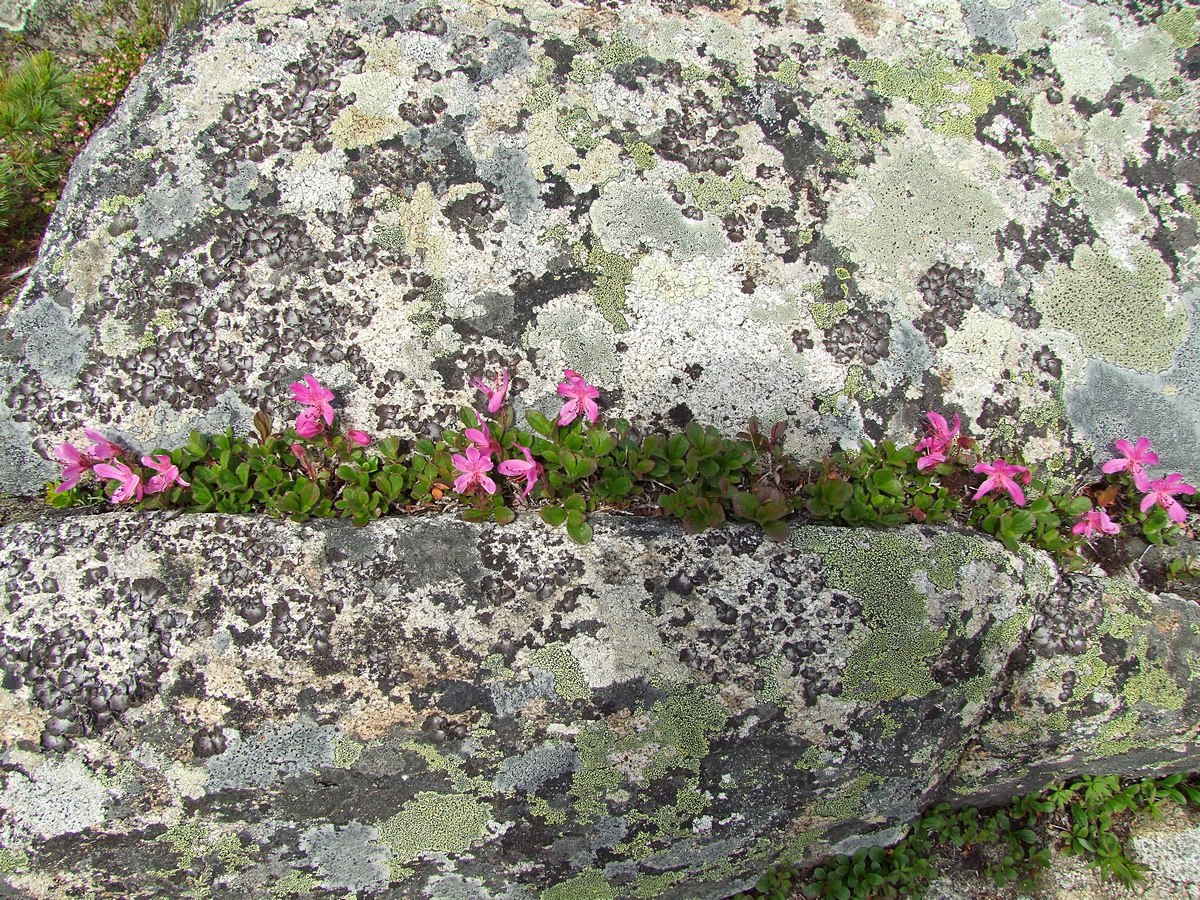 Изображение особи Rhododendron camtschaticum.