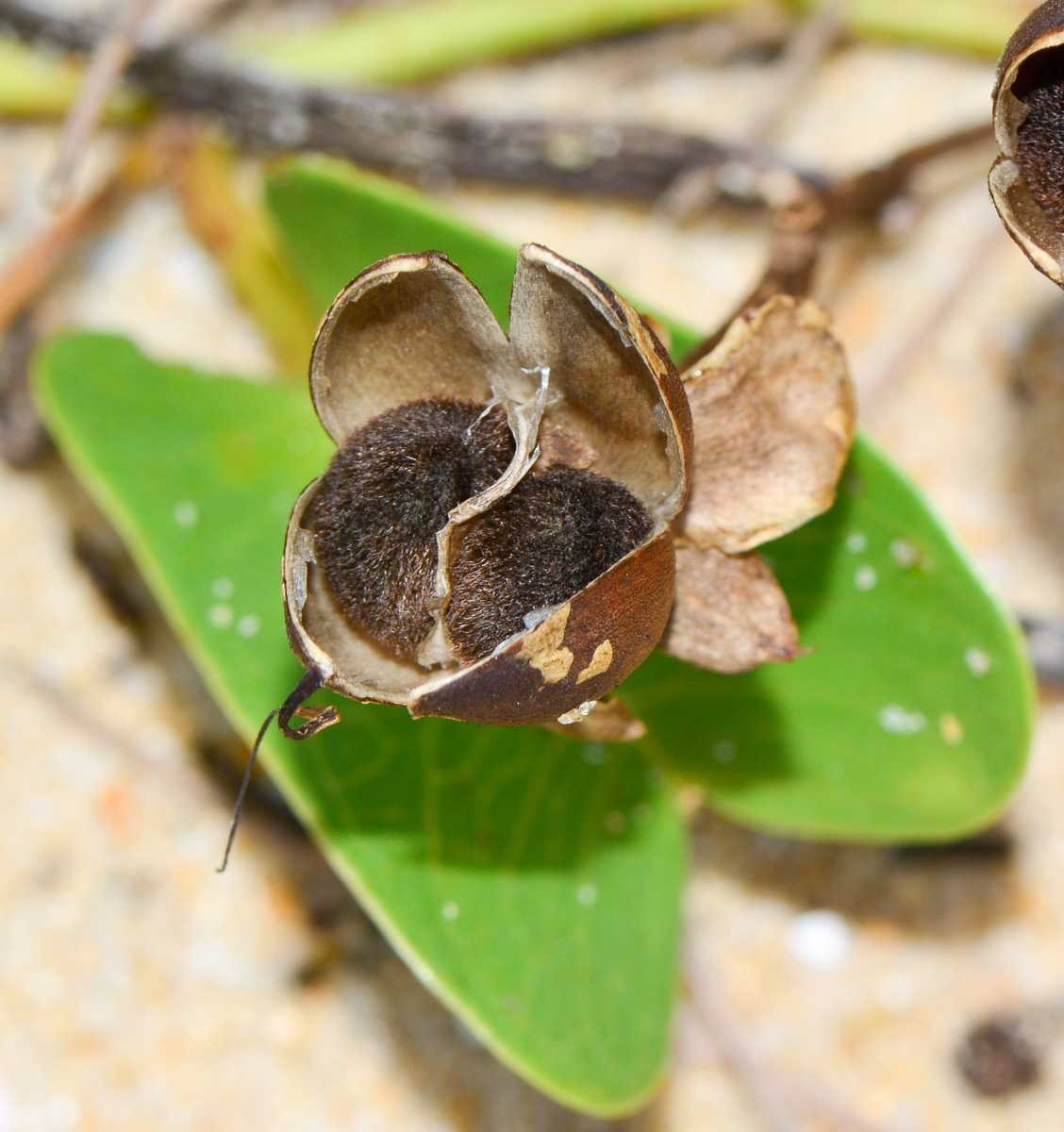 Image of Ipomoea pes-caprae specimen.