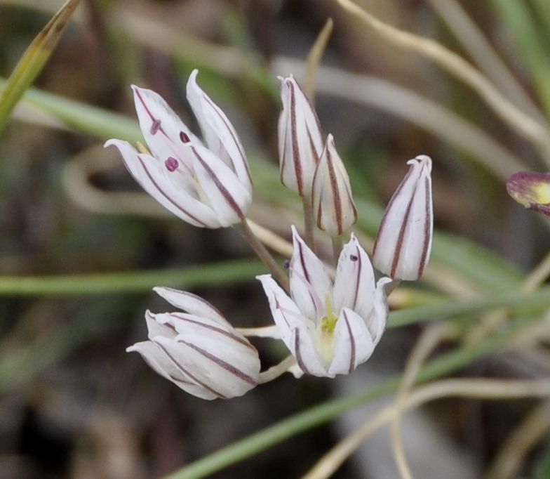 Image of Allium moschatum specimen.