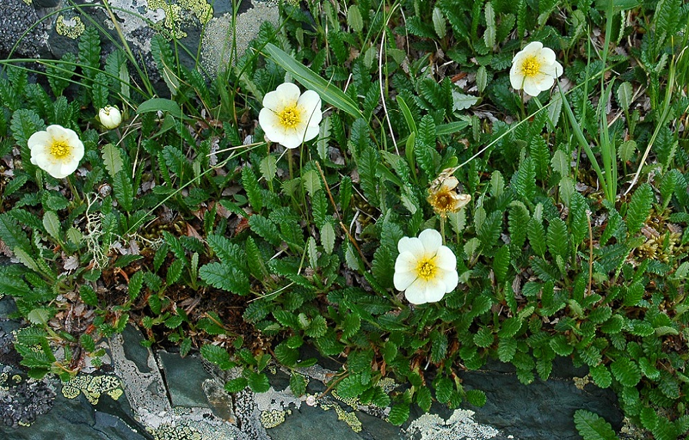 Изображение особи Dryas oxyodonta.